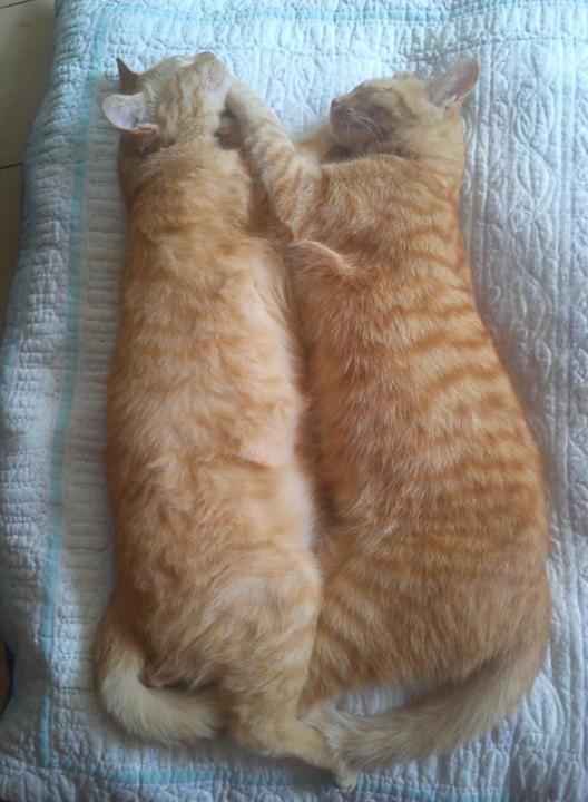 Au Chat Ronfleur Баньер-де-Бигор Экстерьер фото